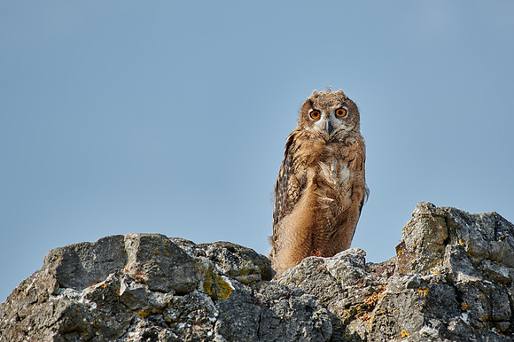 juvenile Eurasian eagle-owl