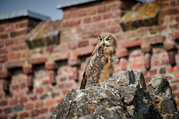 juvenile Eurasian eagle-owl