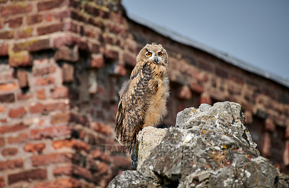 juvenile Eurasian eagle-owl