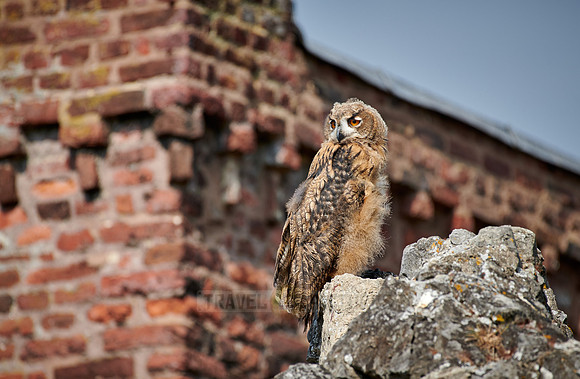 juvenile Eurasian eagle-owl