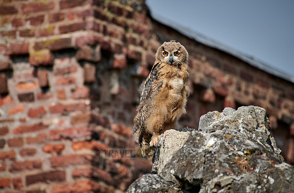 juvenile Eurasian eagle-owl