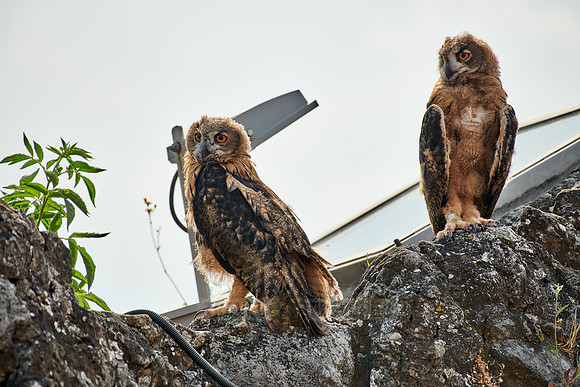 two juvenile Eurasian eagle-owl
