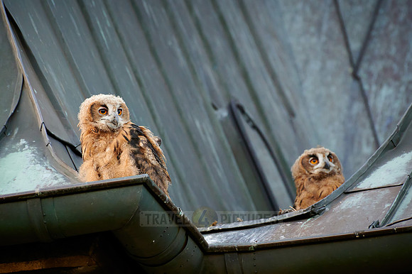 two juvenile Eurasian eagle-owl on roof of a church