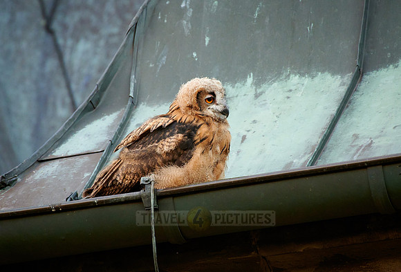 juvenile Eurasian eagle-owl on roof of a church