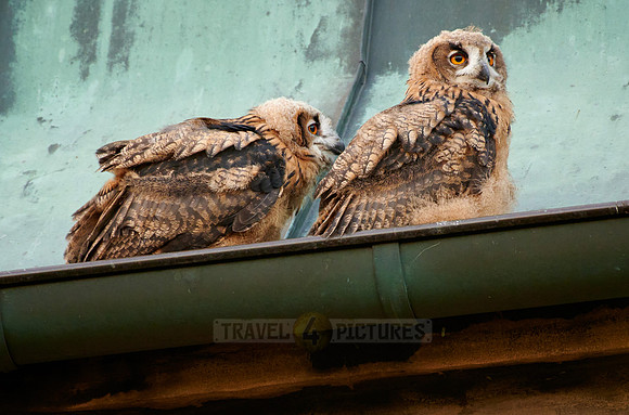 two juvenile Eurasian eagle-owl on roof of a church