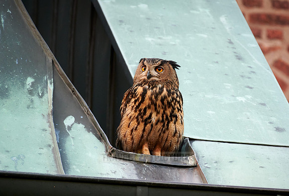 Eurasian eagle-owl on roof of a church