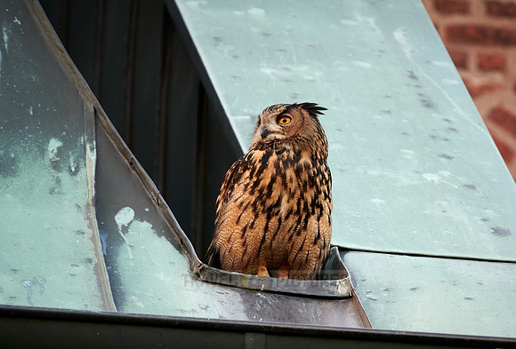 Eurasian eagle-owl on roof of a church