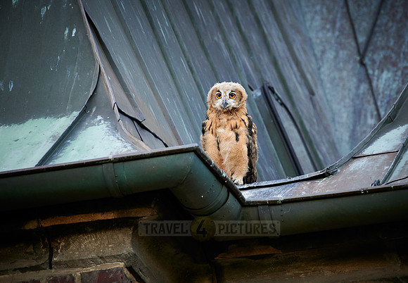 juvenile Eurasian eagle-owl on roof of a church