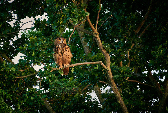 Eurasian eagle-owl in tree