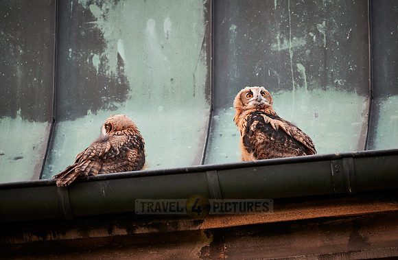 two juvenile Eurasian eagle-owl on roof of a church