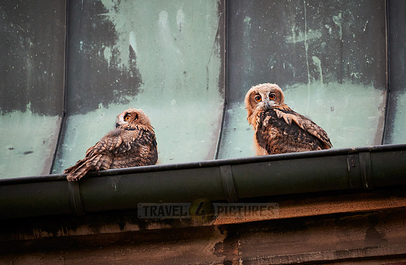 two juvenile Eurasian eagle-owl on roof of a church