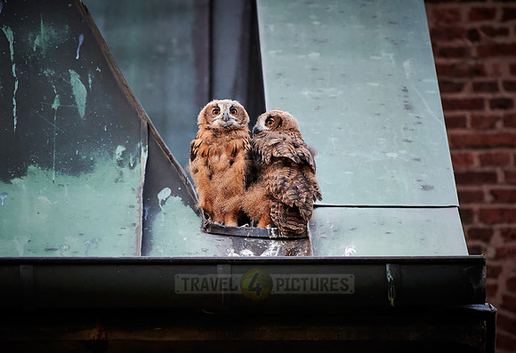 two juvenile Eurasian eagle-owl on roof of a church