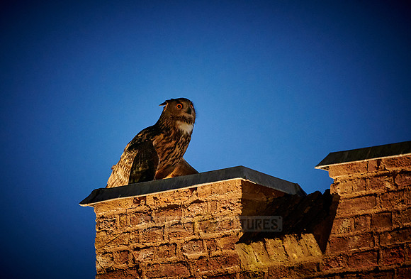 night shot of illuminated Eurasian eagle-owl