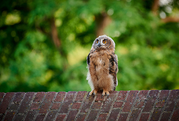 juvenile Eurasian eagle-owl