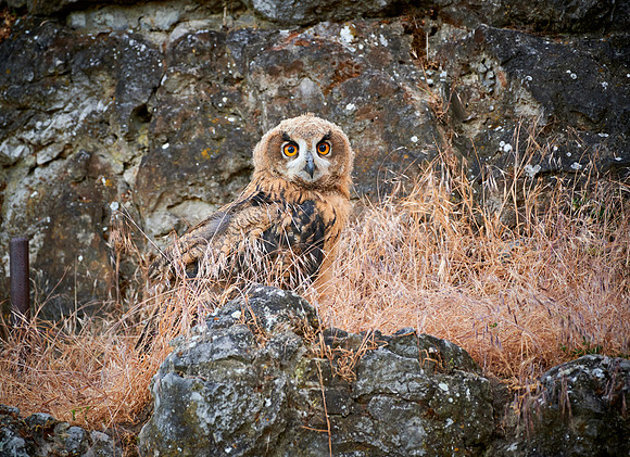 juvenile Eurasian eagle-owl