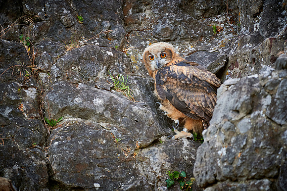 juvenile Eurasian eagle-owl
