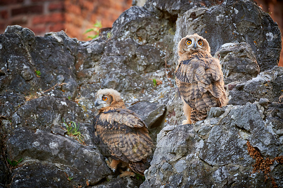 two juvenile Eurasian eagle-owl