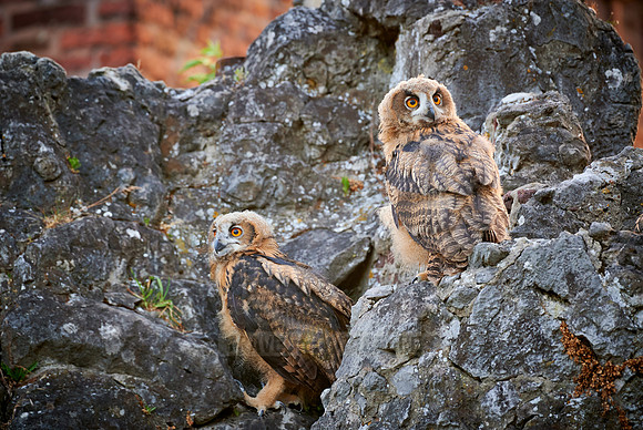 two juvenile Eurasian eagle-owl