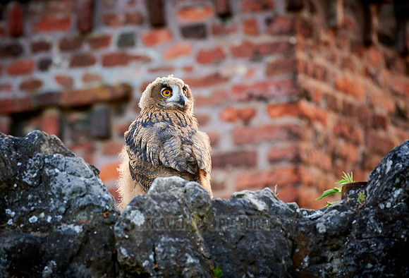 juvenile Eurasian eagle-owl