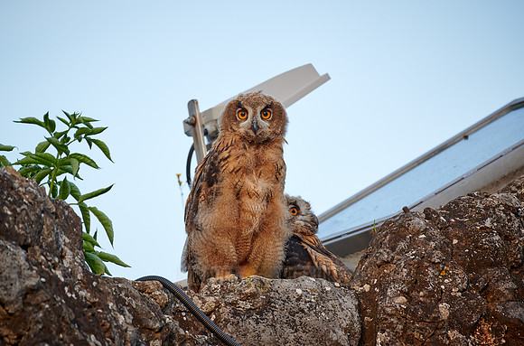 two juvenile Eurasian eagle-owl