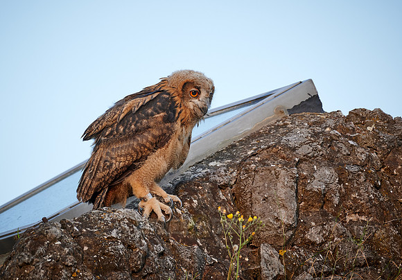 juvenile Eurasian eagle-owl