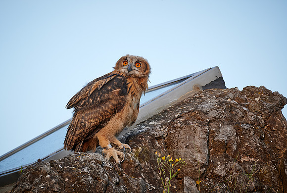 juvenile Eurasian eagle-owl