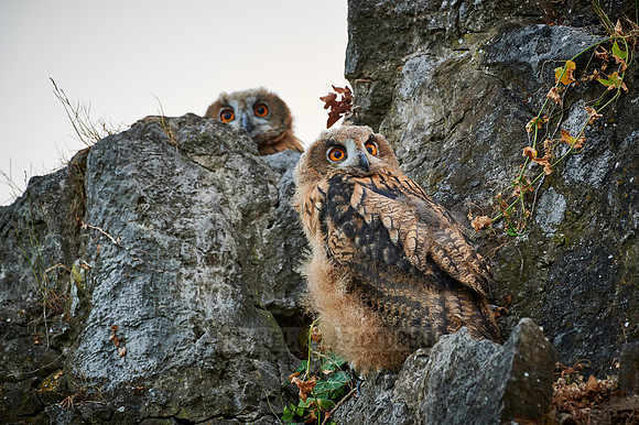 two juvenile Eurasian eagle-owl