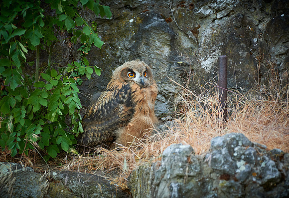 juvenile Eurasian eagle-owl