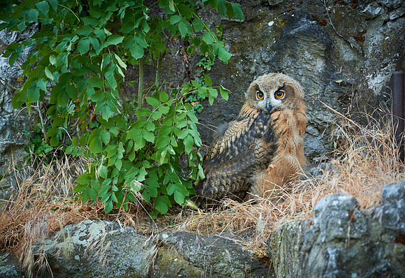juvenile Eurasian eagle-owl