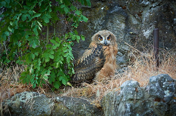 juvenile Eurasian eagle-owl