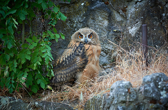 juvenile Eurasian eagle-owl