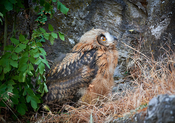 juvenile Eurasian eagle-owl