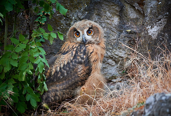juvenile Eurasian eagle-owl