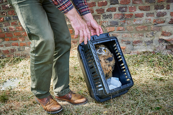 juvenile Eurasian eagle-owl will be released after rescue