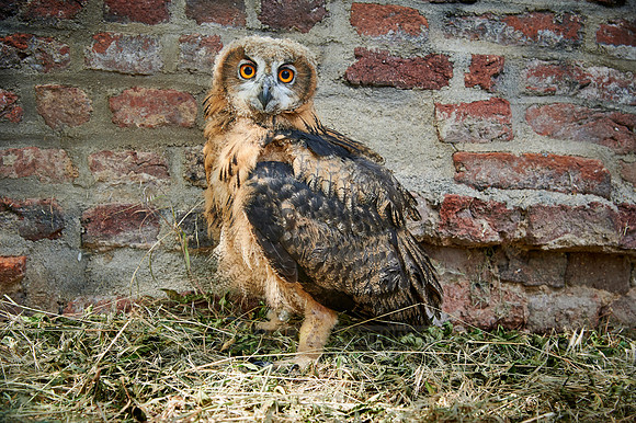 juvenile Eurasian eagle-owl