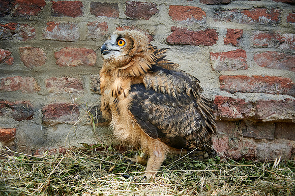juvenile Eurasian eagle-owl
