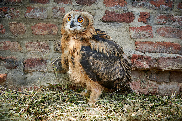 juvenile Eurasian eagle-owl