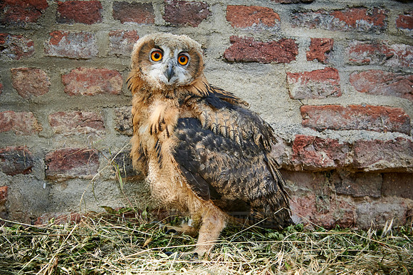 juvenile Eurasian eagle-owl
