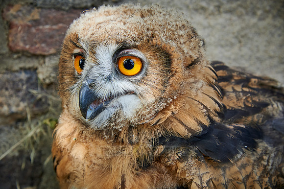 juvenile Eurasian eagle-owl