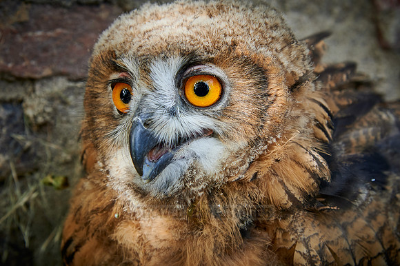 portrait of a juvenile Eurasian eagle-owl