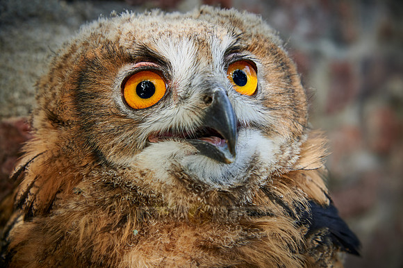 portrait of a juvenile Eurasian eagle-owl
