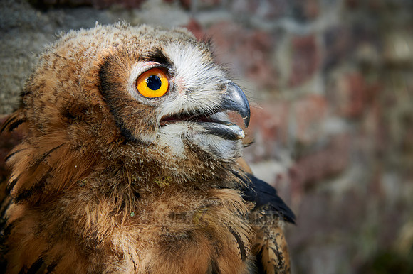 portrait of a juvenile Eurasian eagle-owl