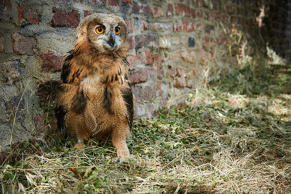 juvenile Eurasian eagle-owl