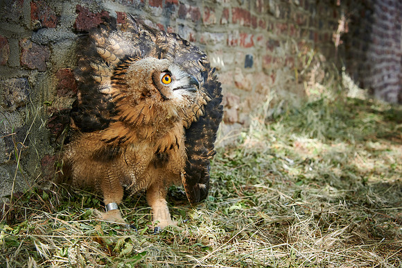 juvenile Eurasian eagle-owl
