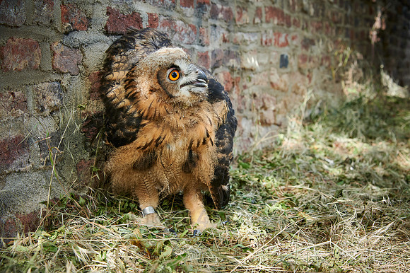 juvenile Eurasian eagle-owl