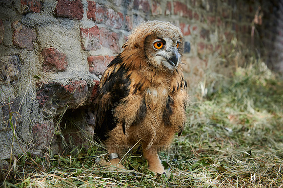 juvenile Eurasian eagle-owl