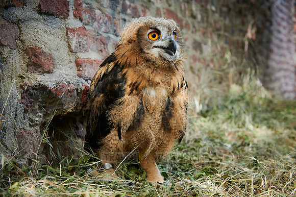 juvenile Eurasian eagle-owl