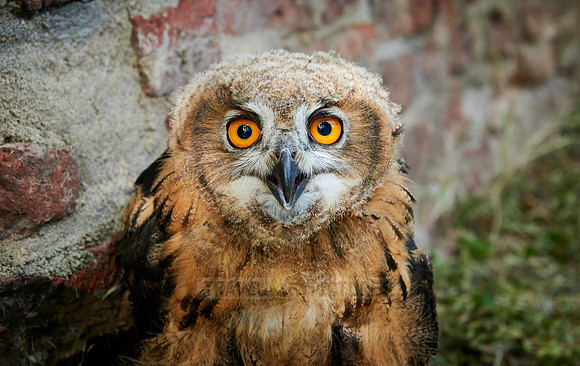 portrait of a juvenile Eurasian eagle-owl