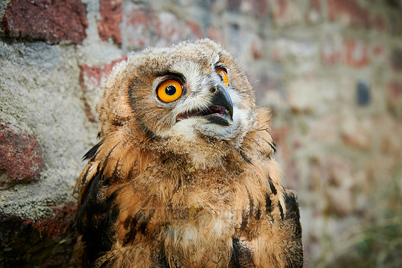 portrait of a juvenile Eurasian eagle-owl