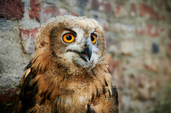 portrait of a juvenile Eurasian eagle-owl